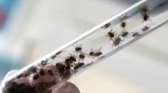 Наслідки переданого енцефаліту