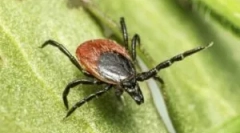 Наслідки укусу галочки xode