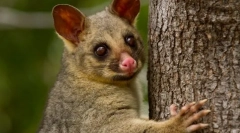 Володіє звичайним