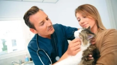 Постійно розширювалися учнів кота: чому це станеться робити, що робити