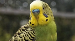 Поведінка хвилястого папуга