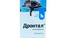 Підвищена слиновиділення кішки: чому виникає і які заходи