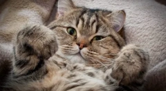 Правда і міфи: чому євреї не люблять кішок