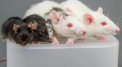 Правила застосування клею з гризунів