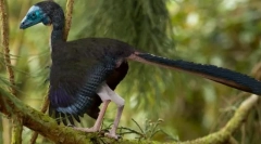 Предки птахів