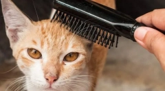 Канцелярське та кішка обладнання