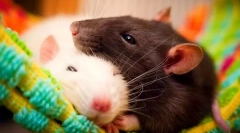 Переваги та недоліки домашнього щура, будь то для запуску