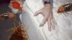 Препарат averfos від bedbugs та інших комах