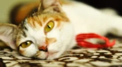 Лікування azinox: інструкції для використання