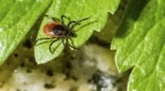 Підготовка gardex від кліщів