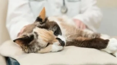 Підготовка глікопе: ефективний інструмент для збільшення імунітету кішки