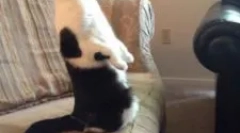 Підготовка піперазину: інструкції для використання для тварин