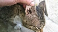 Препарати для лікування вушних кліщів у кішок