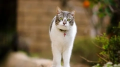 Препарати для сексуального контролю котів і кішок