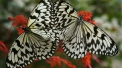 Трансформація гусениці