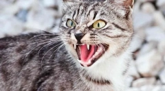 Причини агресивної поведінки кішок