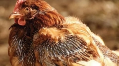 Причини курчат і лікування