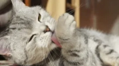 Змушує, чому кішка постійно свербіж і облизує