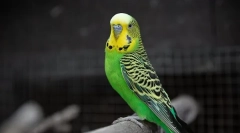 Причини появи росту на дзьоб у хвилясті папуги та лікування