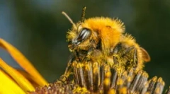 Причини, симптоми та лікування бджолиних укусів