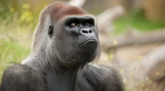 Приматів євразії