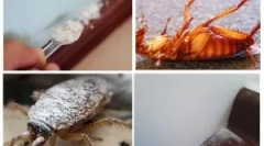 Застосування сушарки від тарганів і клопів