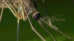 Застосування фумігаторів від комарів