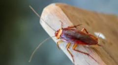 Застосування гелів тарганів