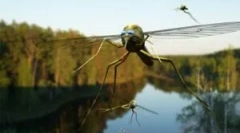 Застосування ефірних масел від комарів