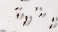 Застосування пасток для midges вдома