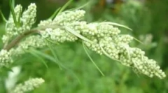 Використання полин з блочного будинку