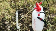 Застосування в садівництві залізної епіфанії