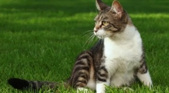 Придбання потужної кішки