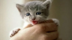 Приборкання дикого кошеня до руки: корисні поради та рекомендації