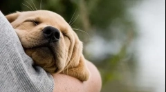 Приборкання щеня в руку