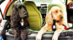 Пити собаку до автомобіля