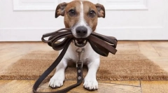 Навчання комірці, повідця та морда