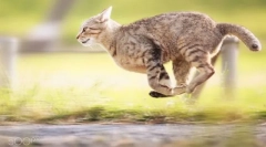 Колекція кішок до псевдоніма