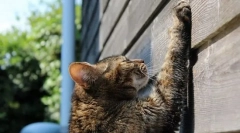 Вчидіння кішки до когттечка