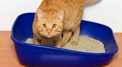 Вчидіння кішки до туалету