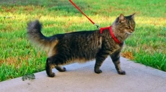 Звична кішка ходити по повідку