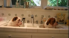 Навчальний цуценя