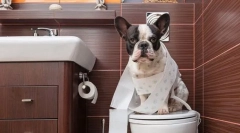 Викладання собаки в туалет