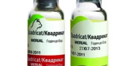 Вакцинація кішок для кішок - захист улюбленого вихованця з небезпечної вірусної хвороби