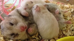 Ознаки вагітності в хом'яків, пологів та догляд