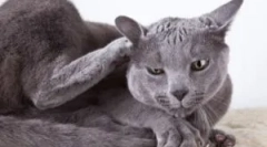 Ознаки бліх у кішок, що виглядає і що принести