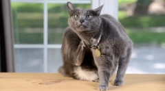 Ознаки бліх за допомогою кішки і як вони виглядають