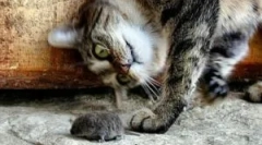 Знаки та породи котячих мишет