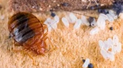 Ознаки наявності помилок у квартирі