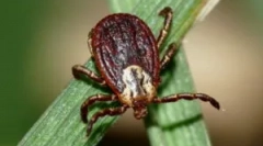 Ознаки відключення кліщів і хвороби після нього